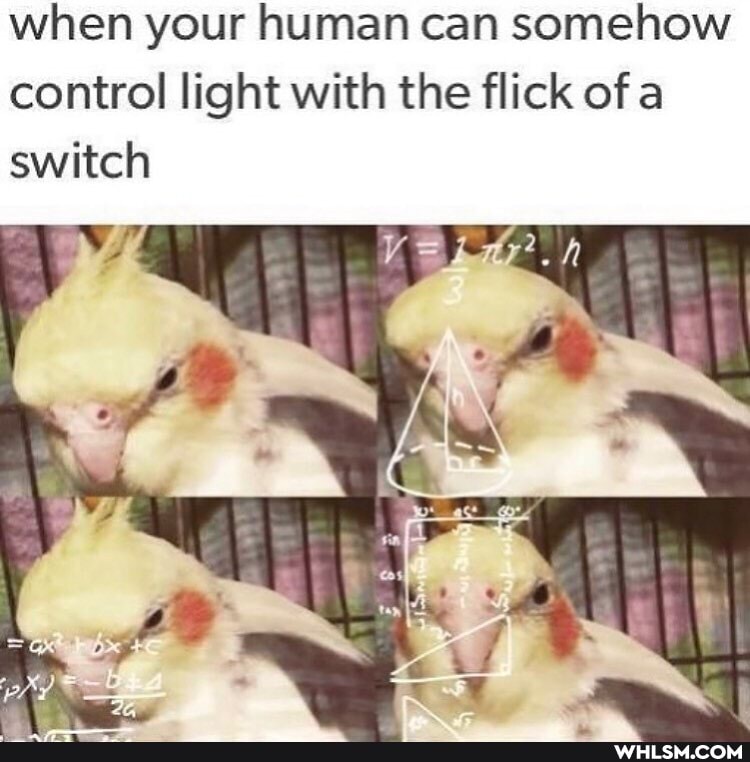 when your human can somehow control light with the flick of a switch
