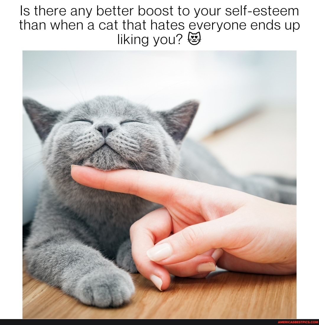 Is there any better boost to your self-esteem than when a cat that hates everyone ends up liking you?