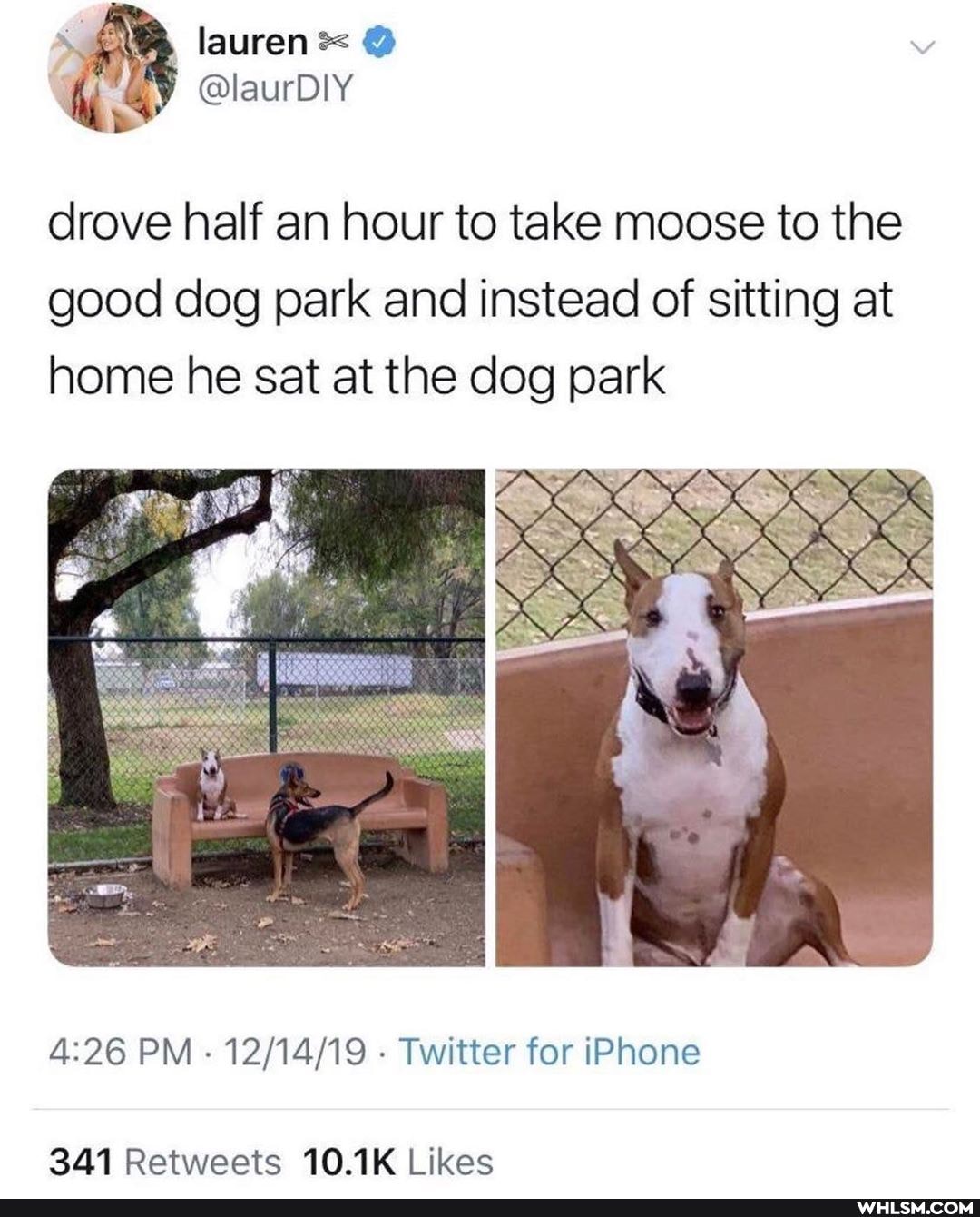 lauren
@laurDIY drove half an hour to take moose to the
good dog park and instead of sitting at home he sat at the dog park
PM - - Twitter for iPhone