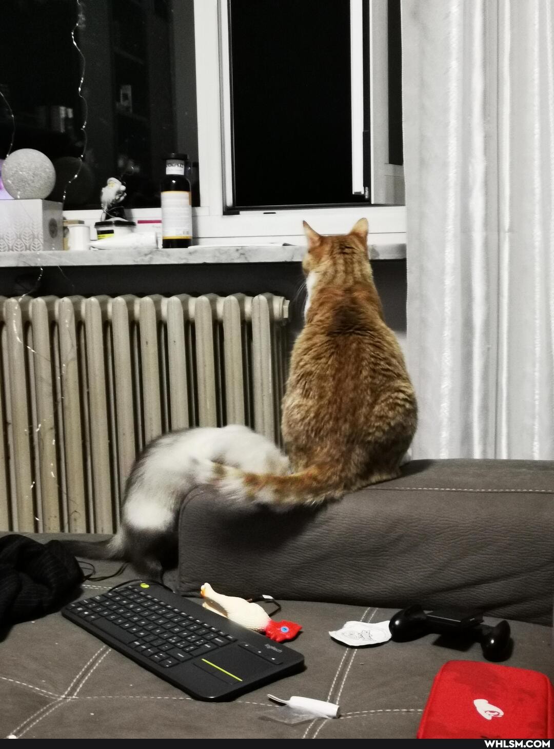 ferret, cat, pets, dump