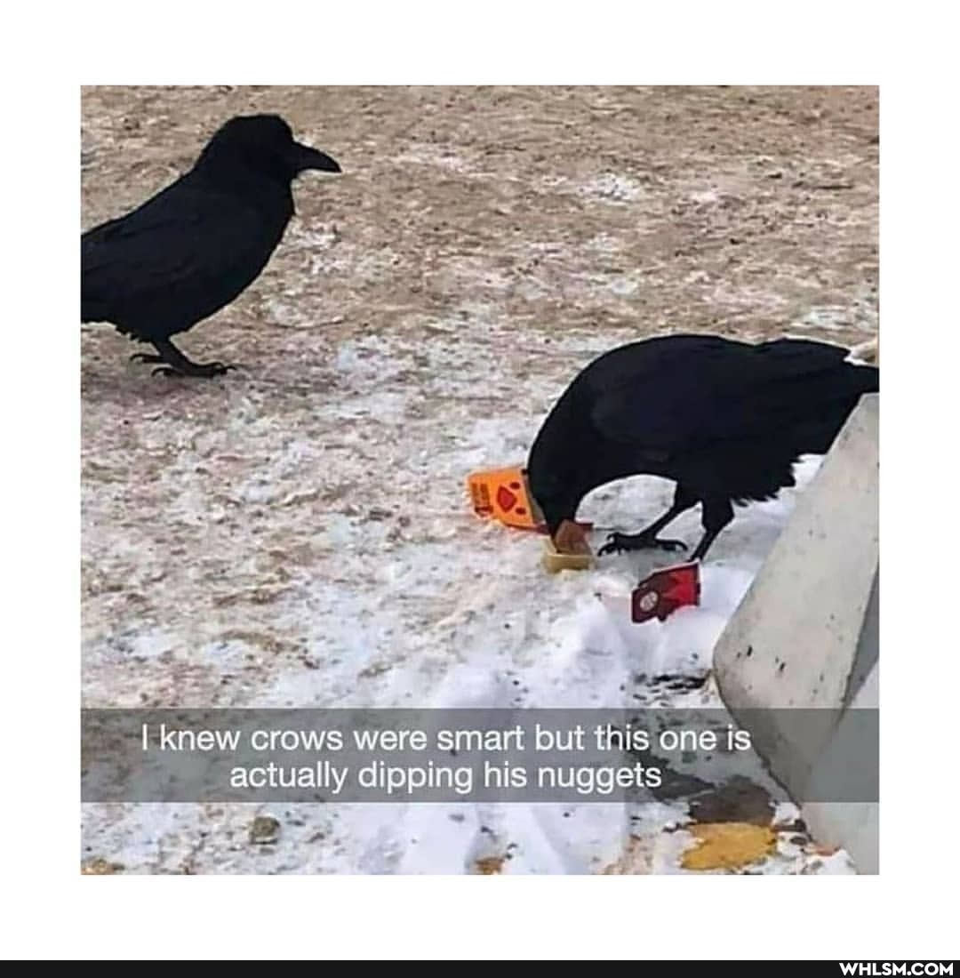 knew crows were smart but this one is actually dipping his nuggets