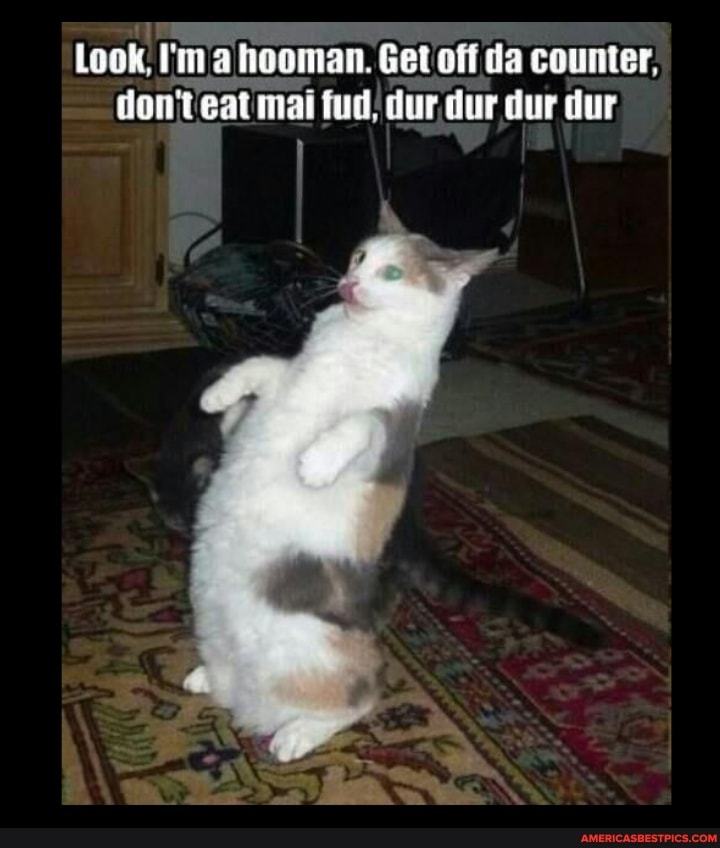 Look, I'ma hooman. Get off da counter; don't eat mai fud, dur.dur dur dur