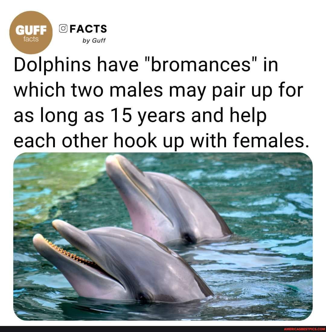 🐬: 