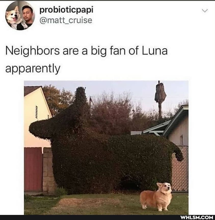 LA prolioticpapl
@matt_cruise
Neighbors are a big fan of Luna apparently