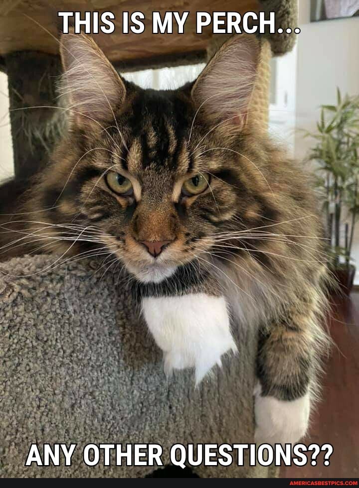 THIS IS MY PERCH...
ANY OTHER QUESTIONS??