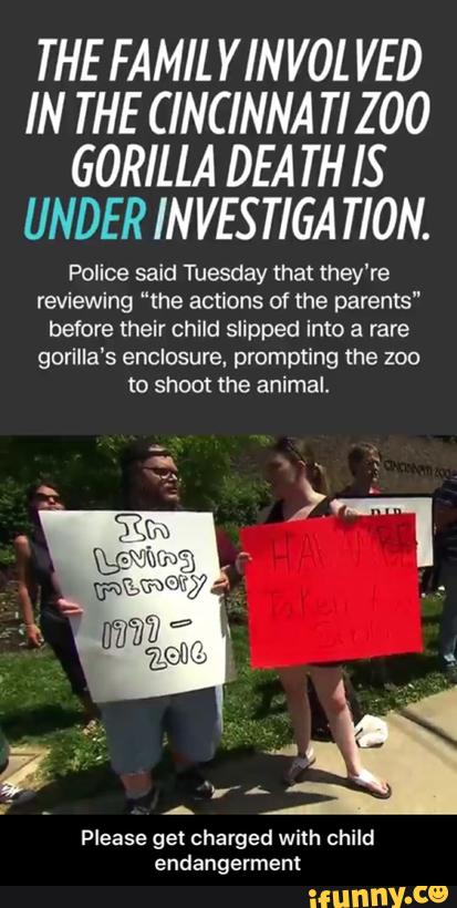 THE FAMIL YINVOL VED
IN THE CINCINNA TIZOO
GORILLA DEA TH IS
UNDER INVESTIGA TION.
Police said Tuesday that they're
reviewing ”the actions of the parents"
before their child slipped into a rare
gorilla's enclosure. prompting the 200
to shoot me animal.
Please get charged with child
endang eeeee t - Please get charged with child endangerment