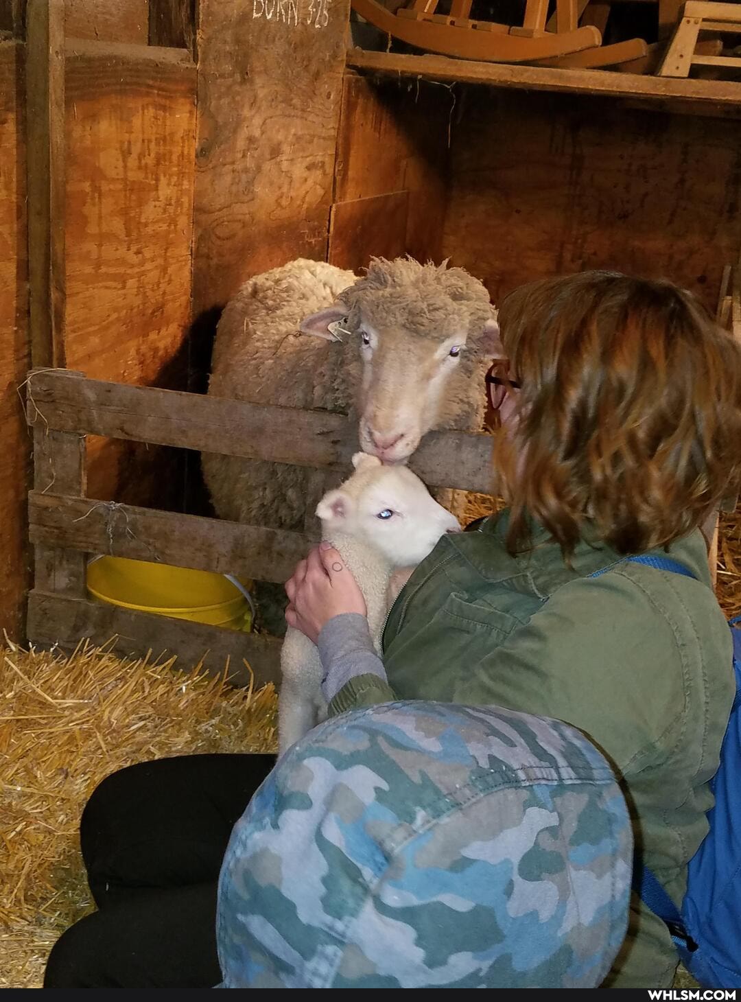 farm, baby_animals, sheep, spring