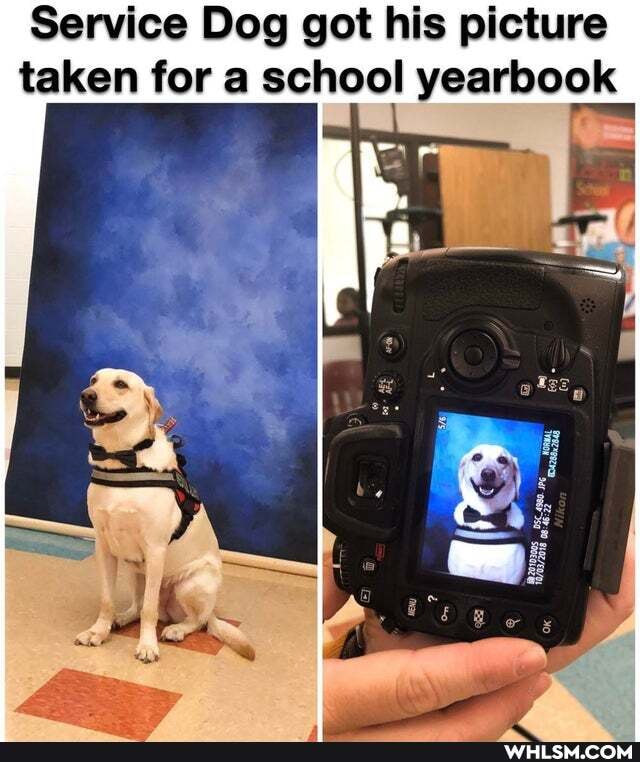 Service Dog got his picture taken for a school yearbook