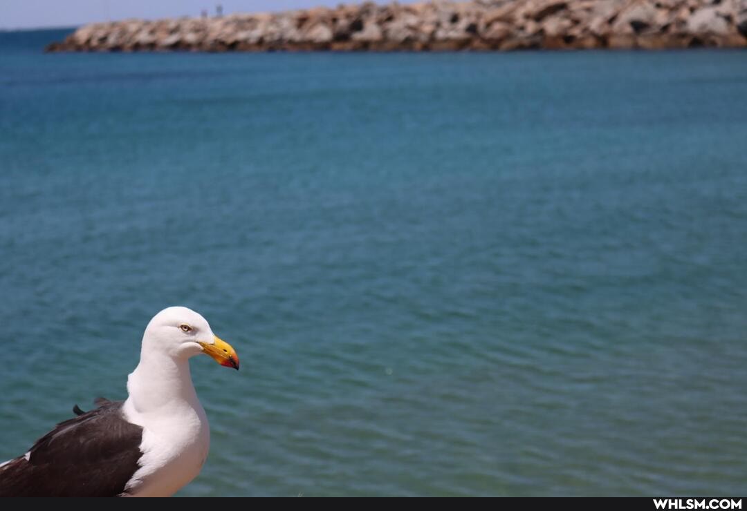 fail, photography, birds