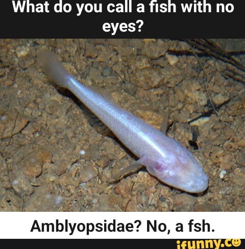 What Do you call a Fish with no Eyes? | Poster