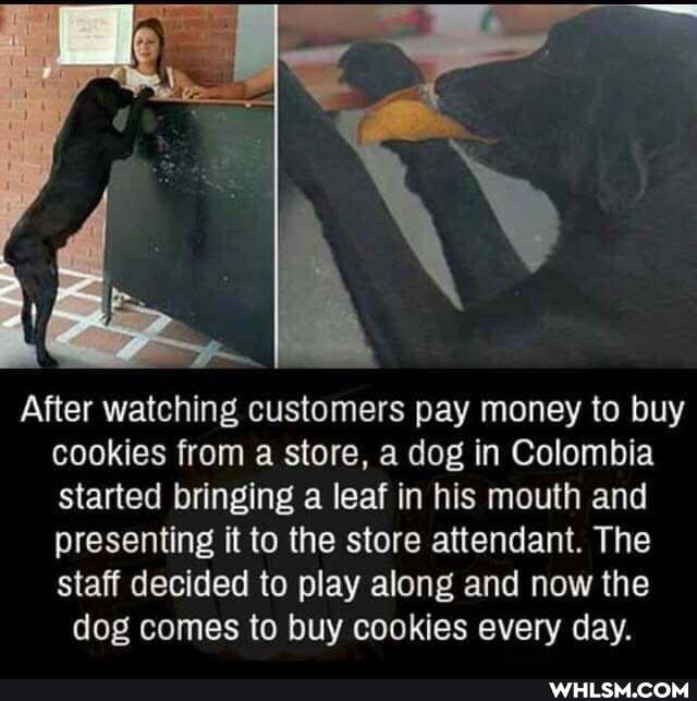 After watching customers pay money to buy cookies from a store, a dog in Colombia started bringing a leaf in his mouth and presenting it to the store attendant. The staff decided to play along and now the
dog comes to buy cookies every day.