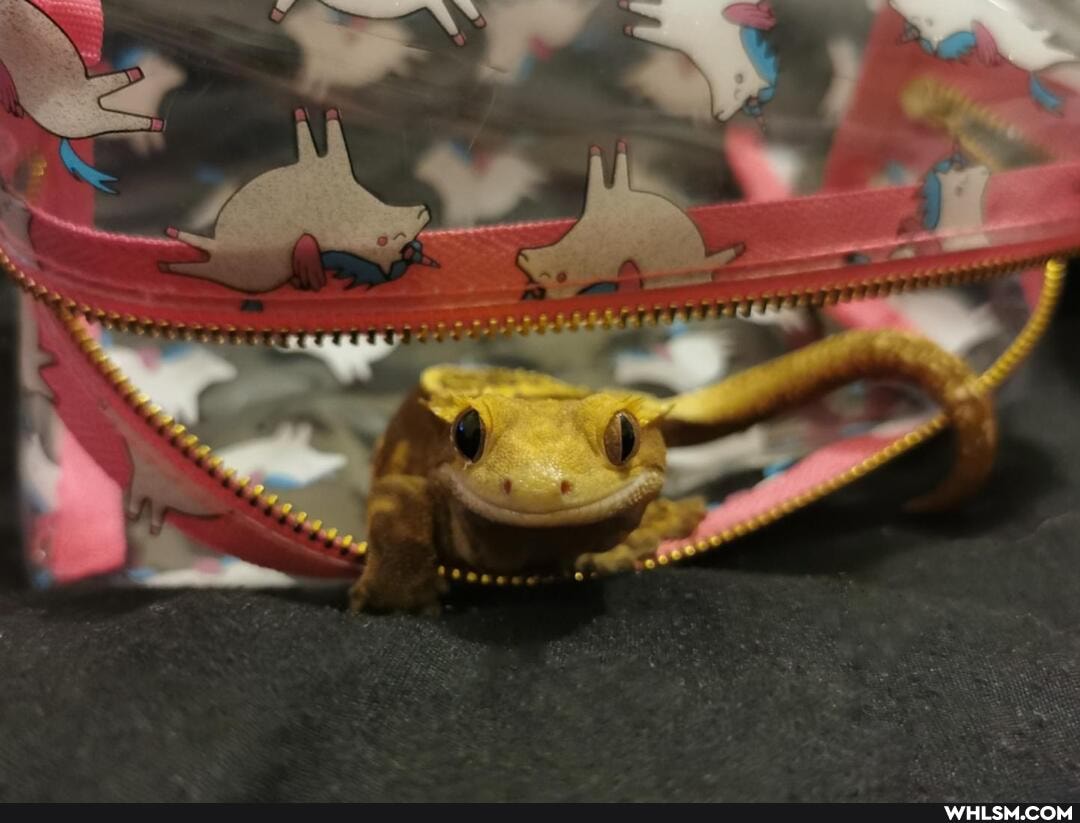 reptiles, gecko, yoshi