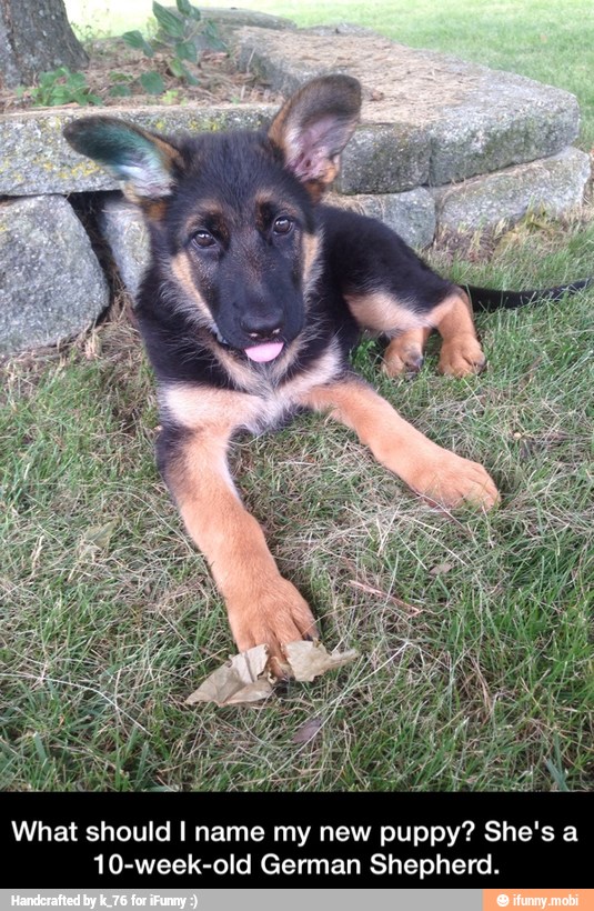 What should I name my new puppy? She's a
10-week-old German Shepherd - What should I name my new puppy? She's a 10-week-old German Shepherd.
