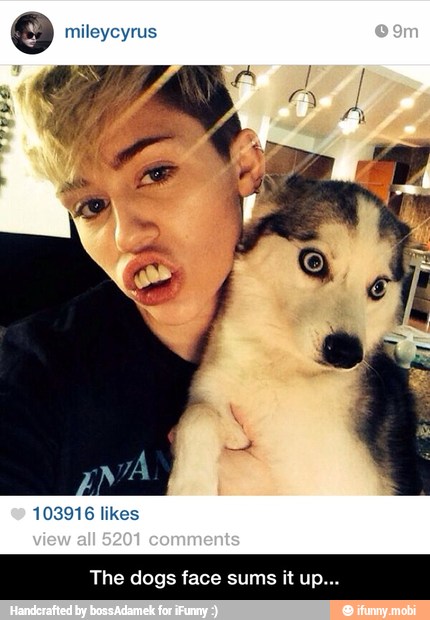 o mileycyrus
The dogs face sums it up. - The dogs face sums it up...