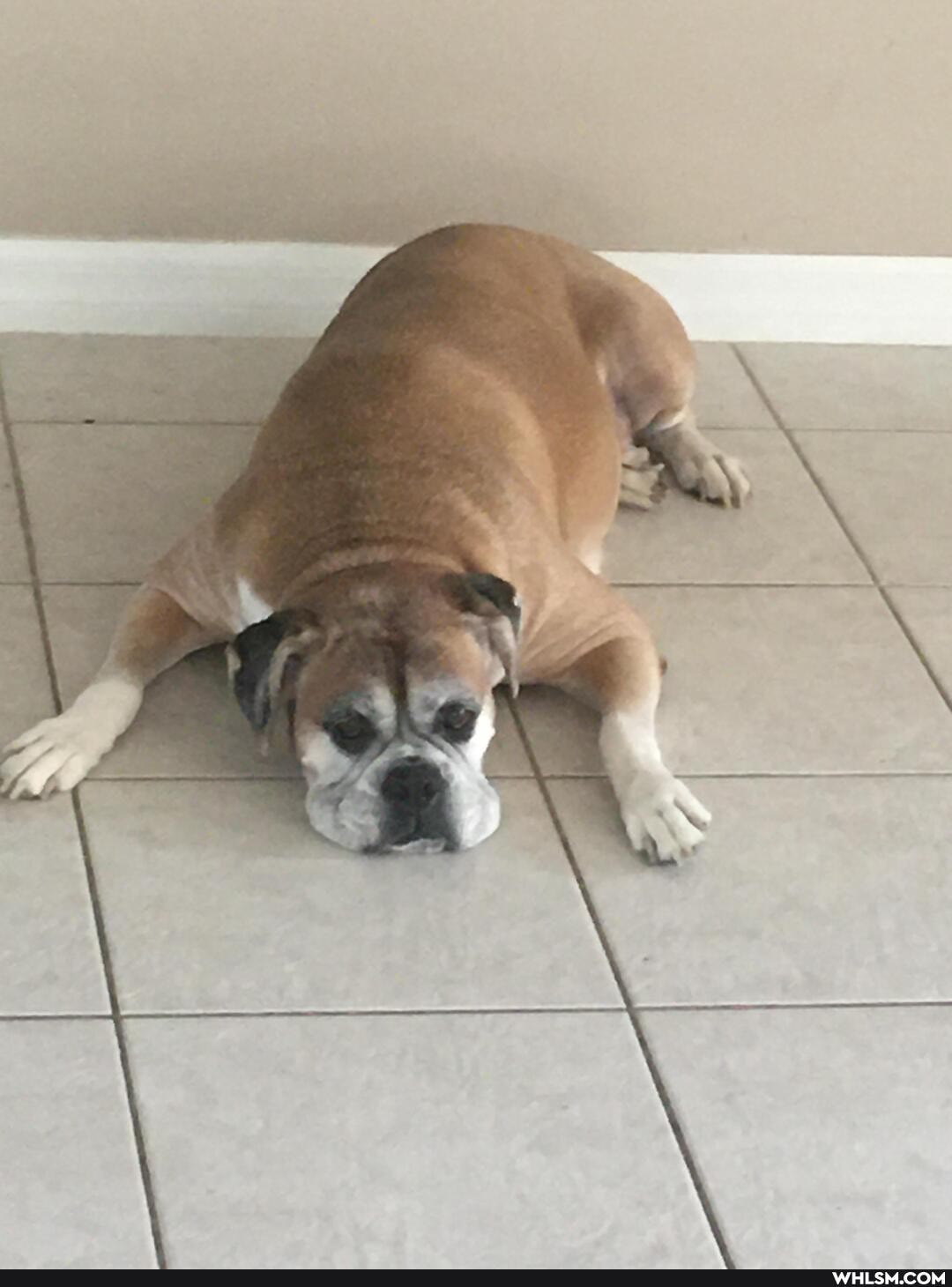 wide, dog