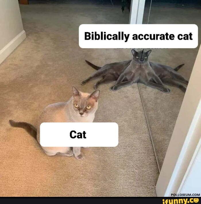 biblically-accurate-cat-ifunny