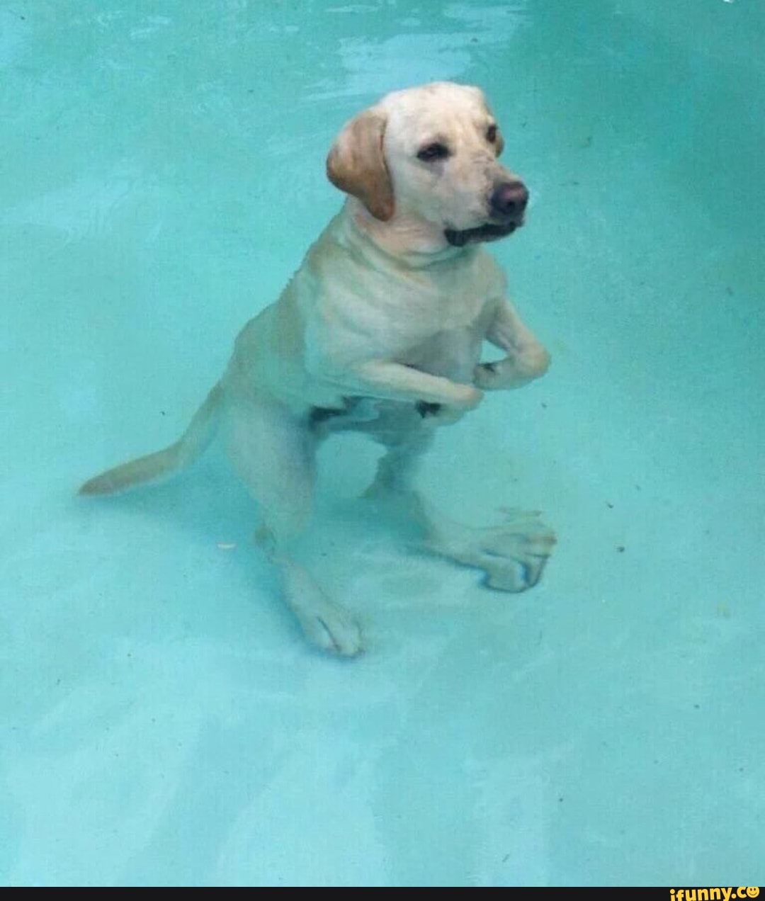 Лабрадор мем. Лабрадор рекс. Животные в бассейне. Веселый лабрадор. Лабрадор в бассейне