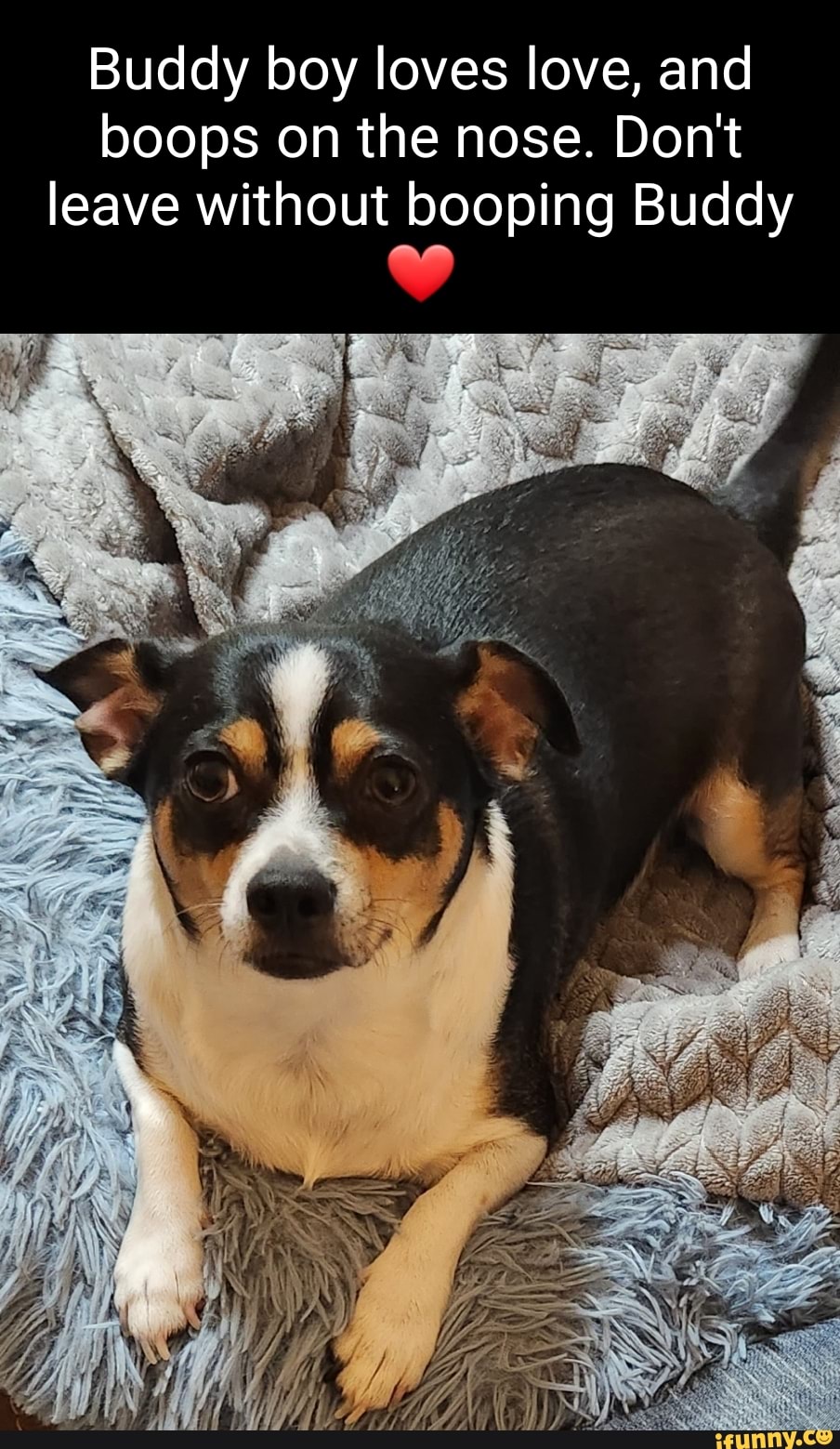 Buddy boy loves love, and boo ps on the nose. Don't leave without ...
