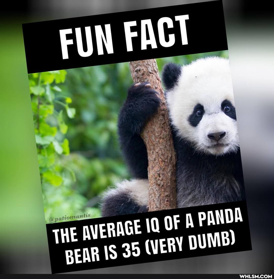 FUN FACT
AGE 10 OF A PANDA
THE AVER BEAR BEAR IS 35 (VERY DUMB)
BEAR