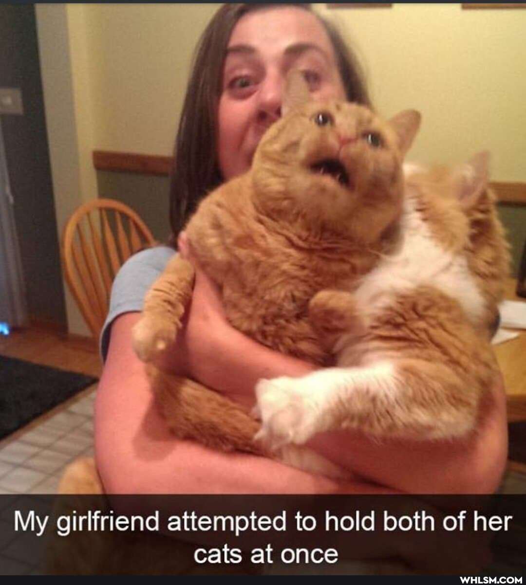 My girlfriend attempted to hold both of her cats at once