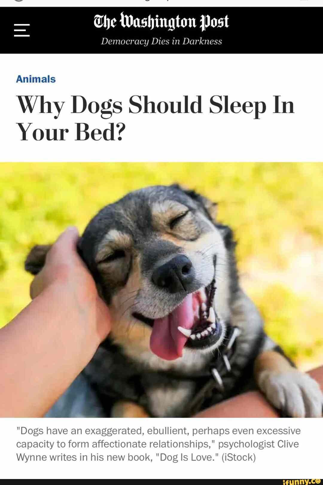 Do Dogs Need Darkness To Sleep