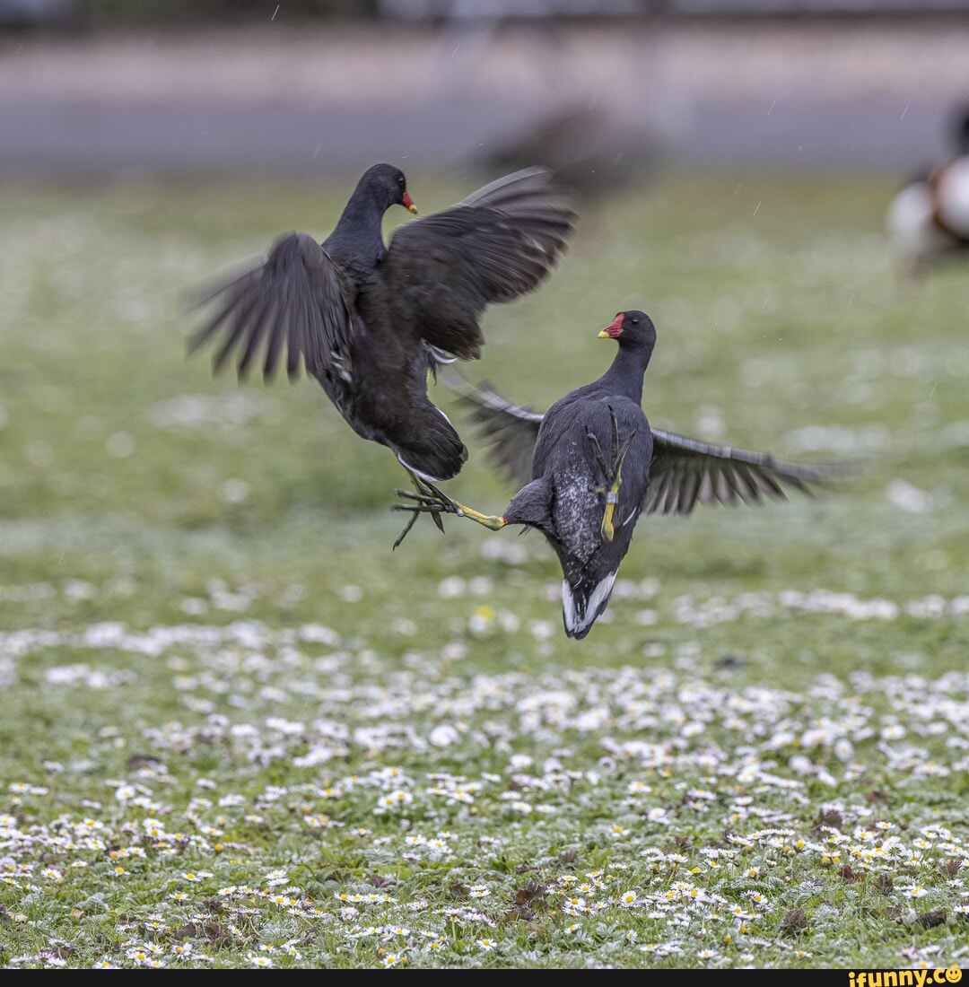moorhens, good, old, scrap, outside, featherspoons, canon, eos