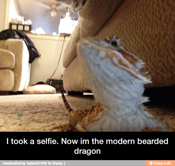 I took a selfie. Now im the modern bearded
dragon - I took a selfie. Now im the modern bearded dragon