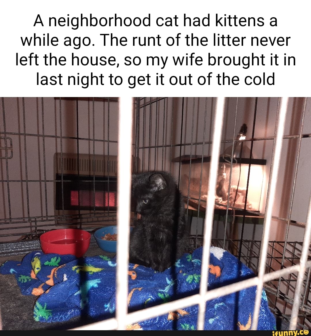 A neighborhood cat had kittens a while ago. The runt of the litter