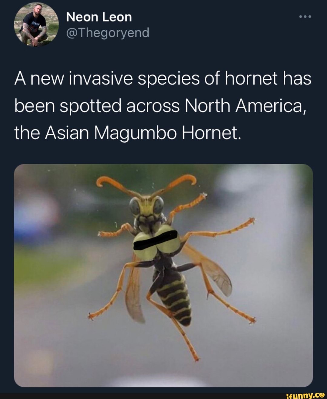 Pe Neon Leon Thegoryend A New Invasive Species Of Hornet Has Been Spotted Across North America 1063