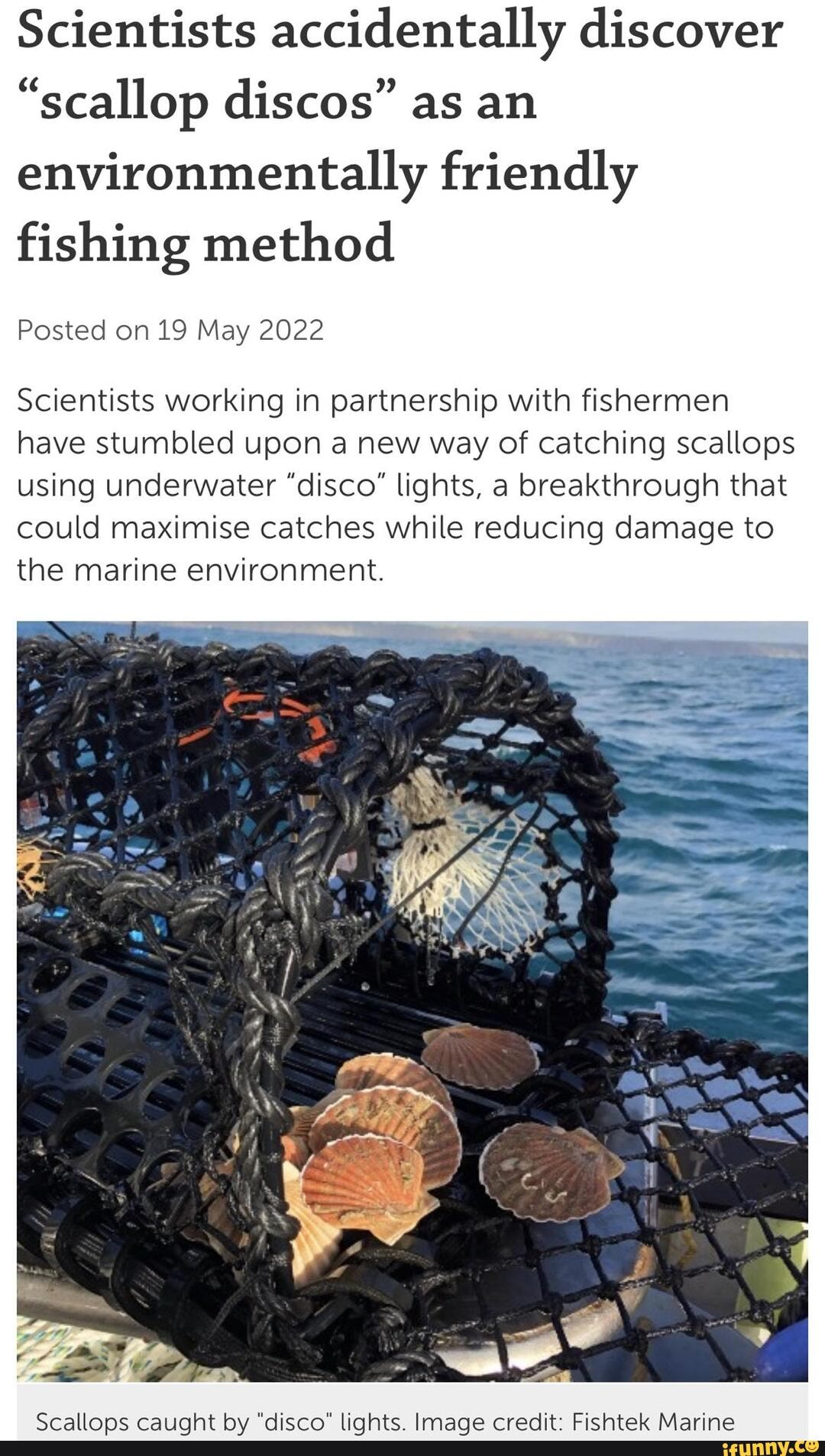 Panseared at the disco. Scientists accidentally discover "scallop