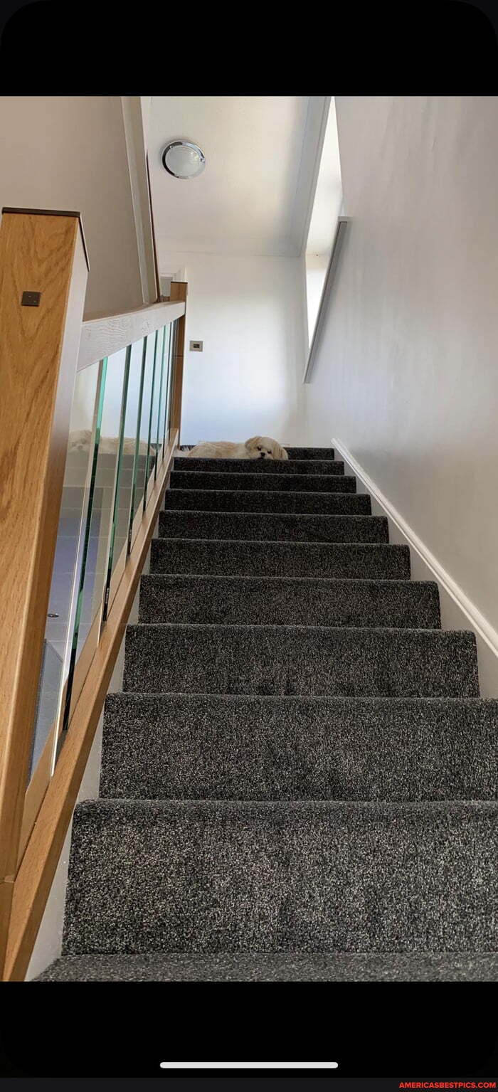 new, carpet, installed, stairs, means, completely, forgot, use