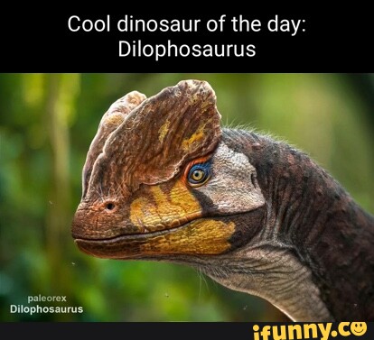 Cool dinosaur of the day: Dilophosaurus paleorex Dilophosaurus - iFunny