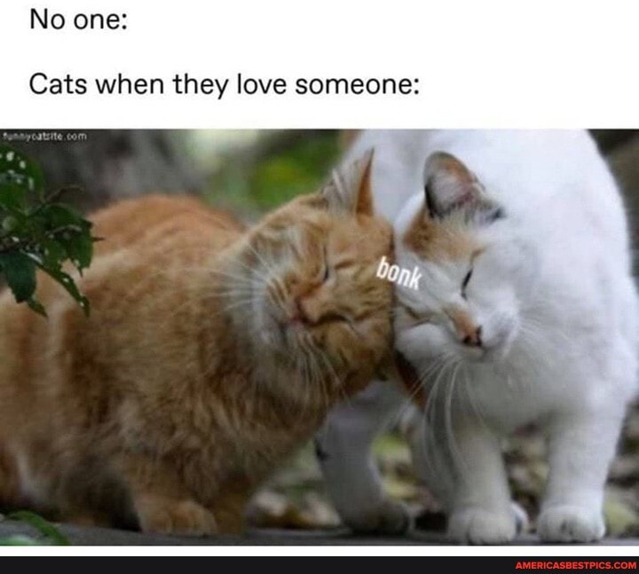 No one:
Cats when they love someone: