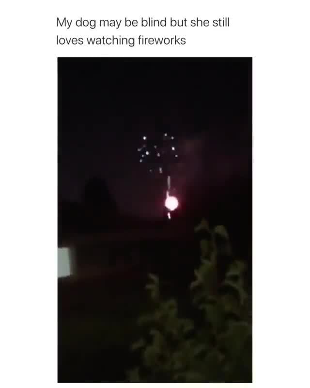 My dog may be blind but she still loves watching fireworks