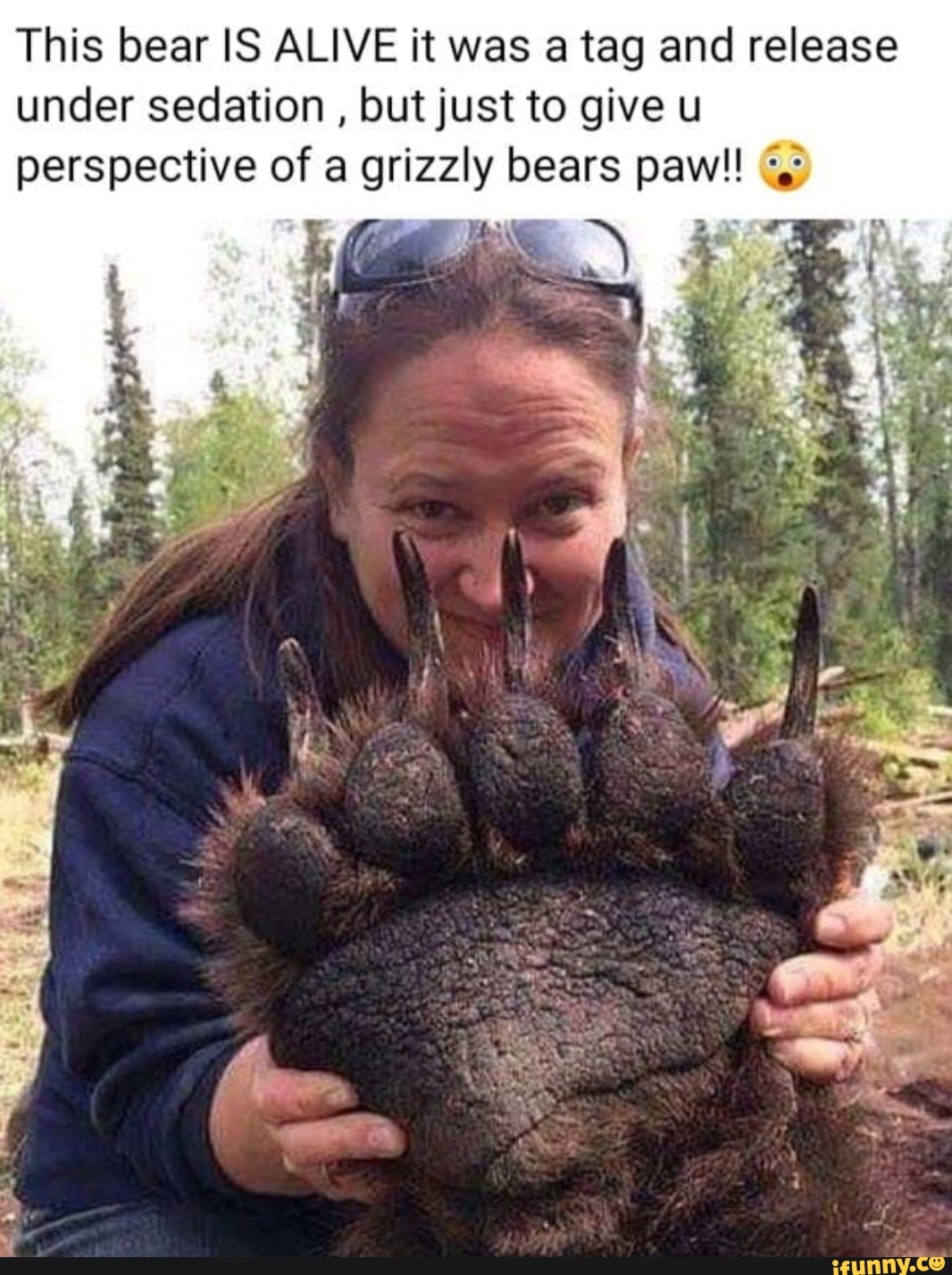 This bear IS ALIVE it was a tag and release under sedation , but just to give u perspective of a grizzly bears paw!