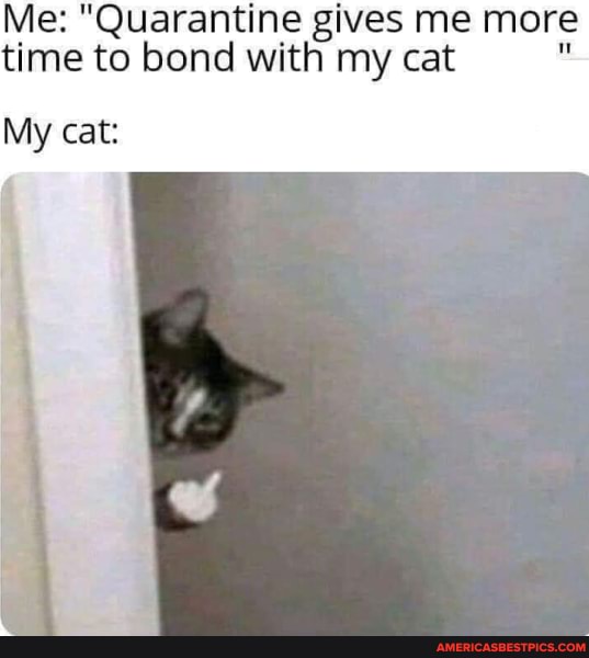 Me: "Quarantine gives me more time to bond with my cat
My cat: