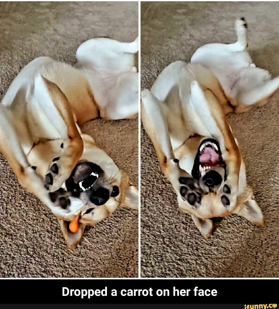 Dr
pped a car
rot on her face - Dropped a carrot on her face
