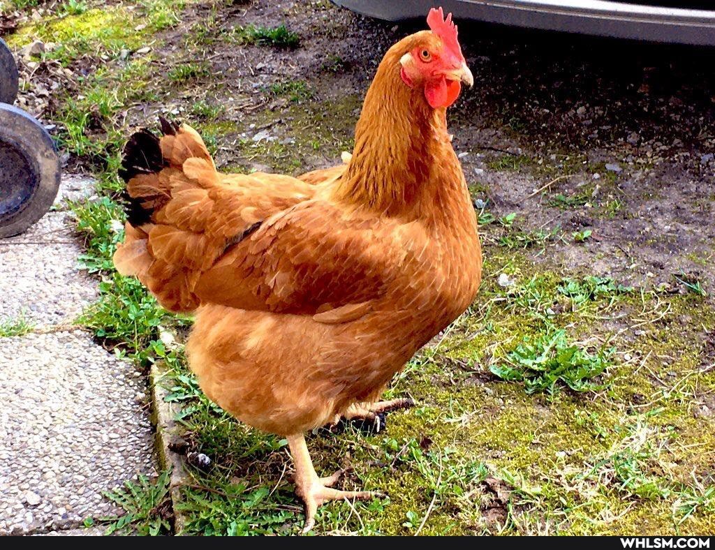 chicken, cat, pets, random