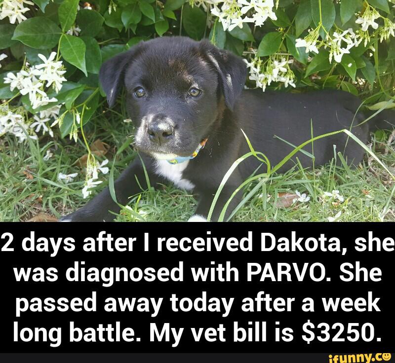 was diagnosed with PARVO. She
passed away today after a week
long battle. My vet bill is $3250. - 2 days after I received Dakota, she was diagnosed with PARVO. She passed away today after a week long battle. My vet bill is $3250.