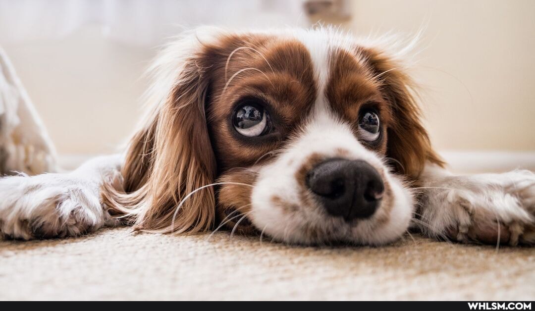 funny, animal, omg