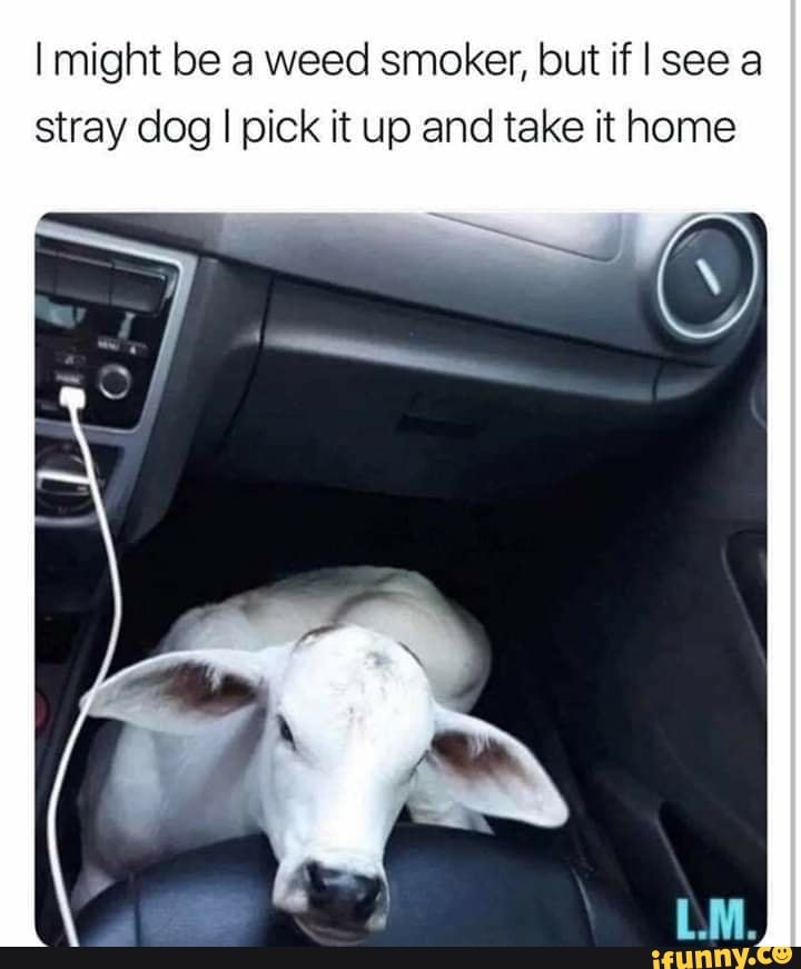 I might be a weed smoker, lout if I see a
Stray dog I pick it up and take it home