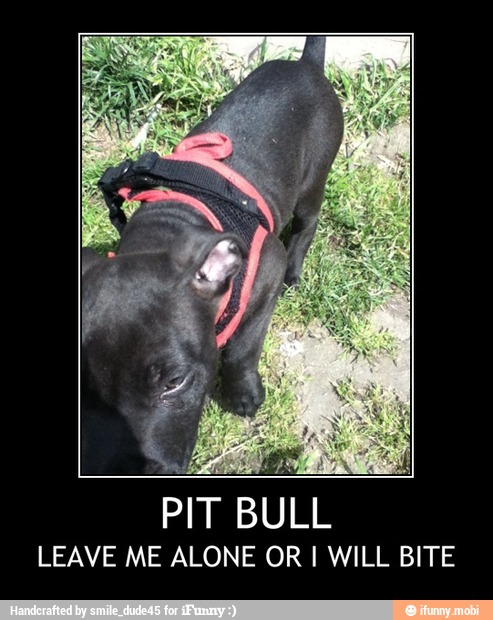 LEAVE ME ALONE OR I WILL BITE - PIT BULL
LEAVE ME ALONE OR I WILL BITE