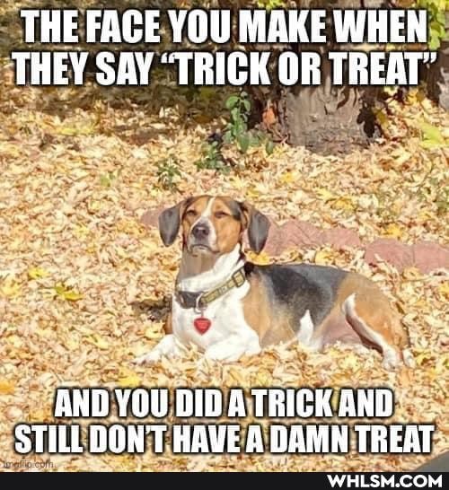 THE FACE YOU MAKE WHEN THEY SAY "TRICK OR TREAT"
4
AND YOU DID A TRICK AND
STILL DON'T HAVE DAMN TREAT