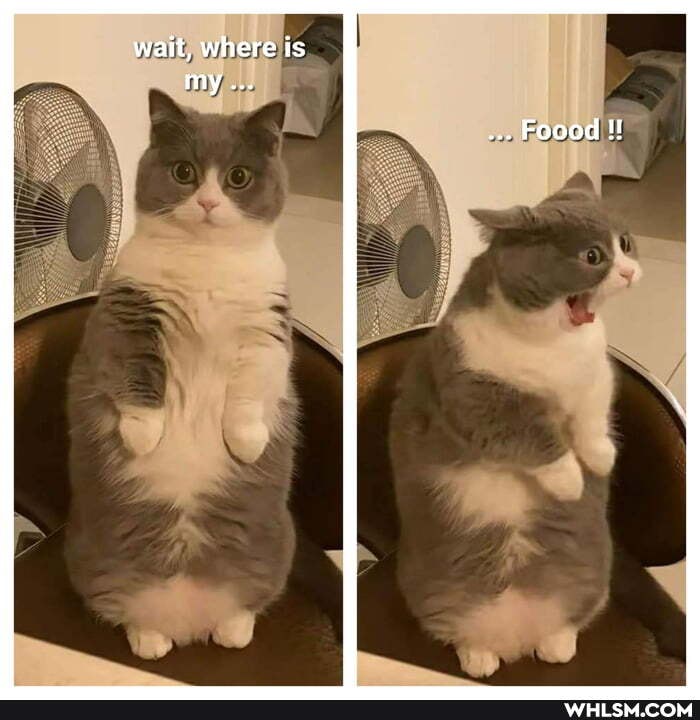 wait, where is my...