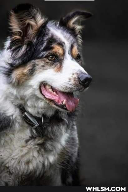 aww, pet_tax