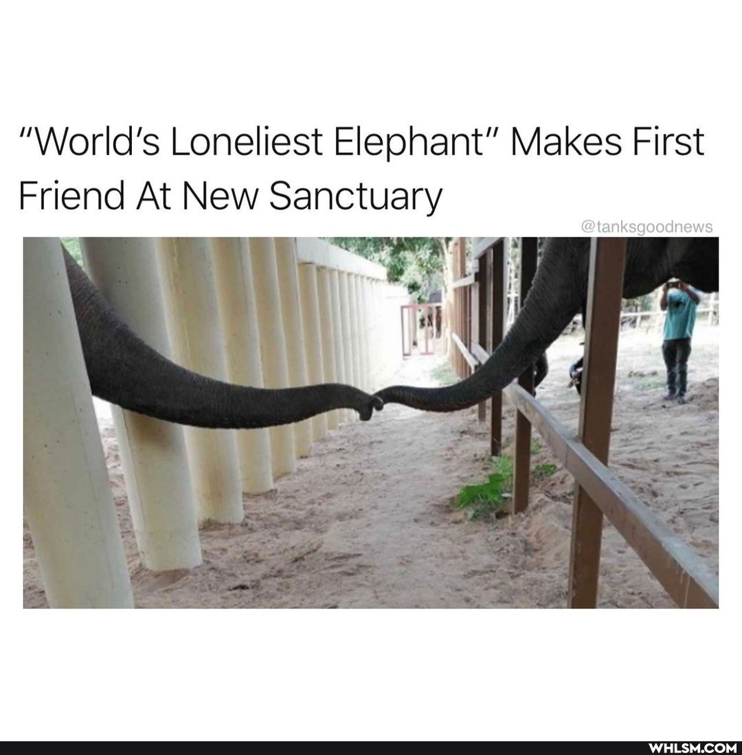 "World's Loneliest Elephant" Makes First
Friend At New Sanctuary
@tanksgoodnews