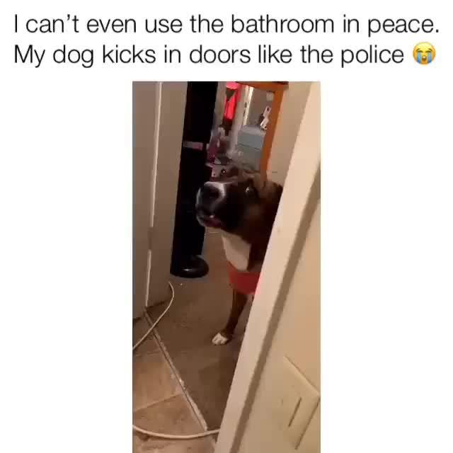 I Can T Even Use The Bathroom In Peace My Dog Kicks In Doors Like The Police La