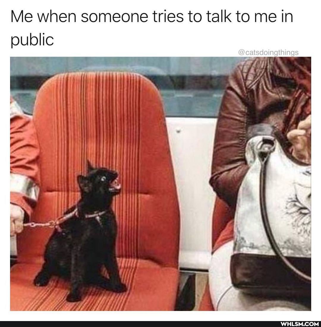 Me when someone tries to talk to me in public
@catsdoingthings
ii
