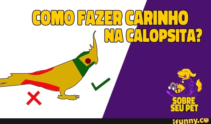 CoMo a
CARINHO CALOPSITA?