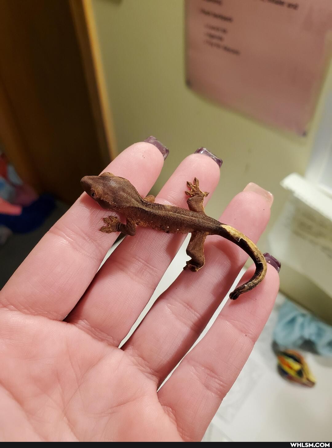 pets, baby_animals, crested_gecko, loveyourpets